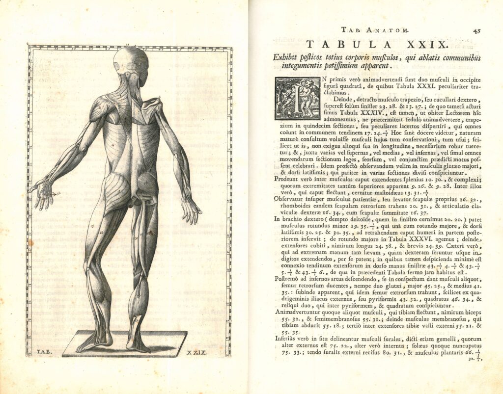 Tabule Anatomiche